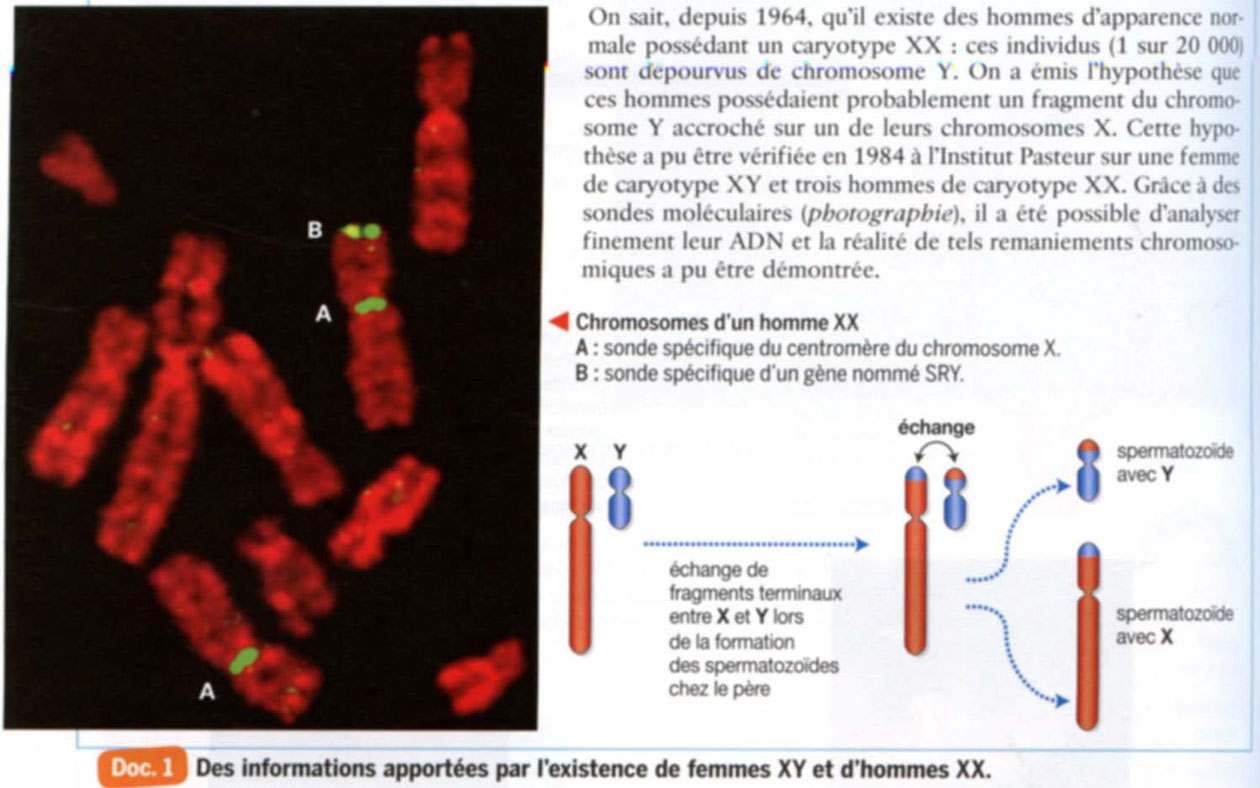 Rôle du chromosome Y dans la détermination du sexe chez l'Homme.